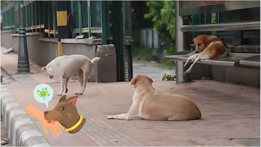 कुत्ते के काटने से रेबीज से मृत्यु हो गई