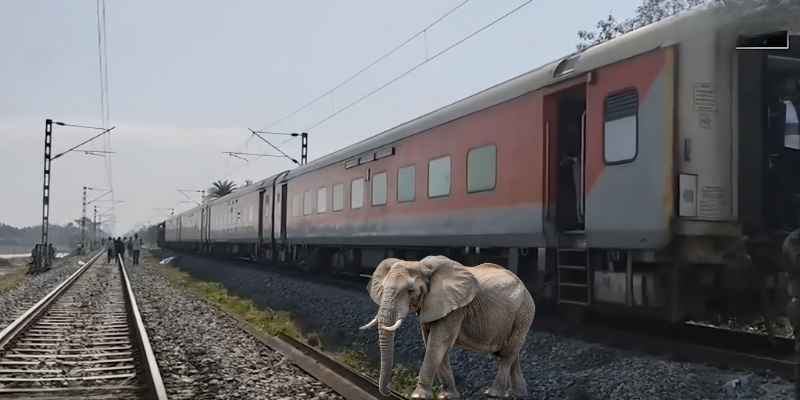 होजाई: आठ हाथियों की मौत